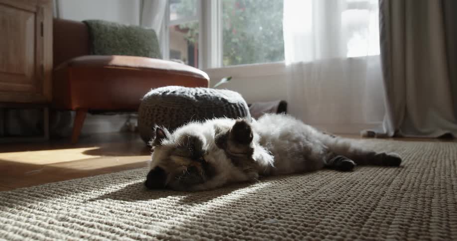 A cat laying on its side on a rug in a living room with natural light coming through the window