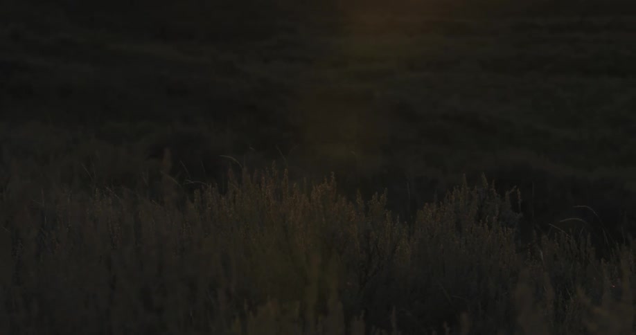 A grassy plain during nightfall