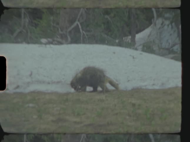 Wild animal feeding in a mountain forest with ice