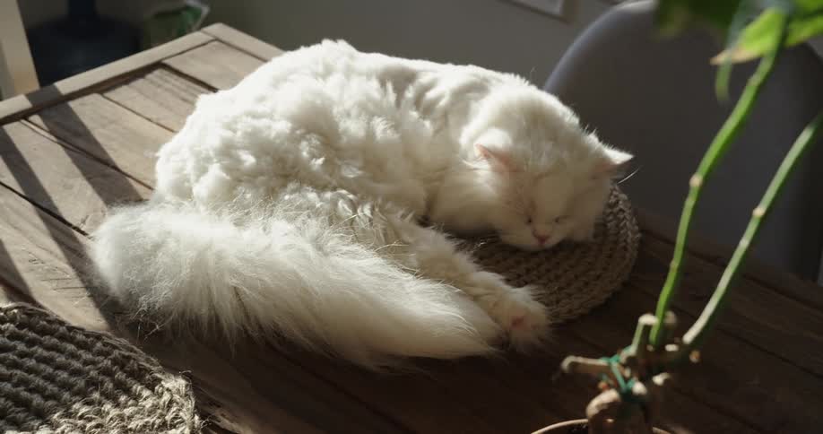 Cat sleeping on top of a dining table during the day