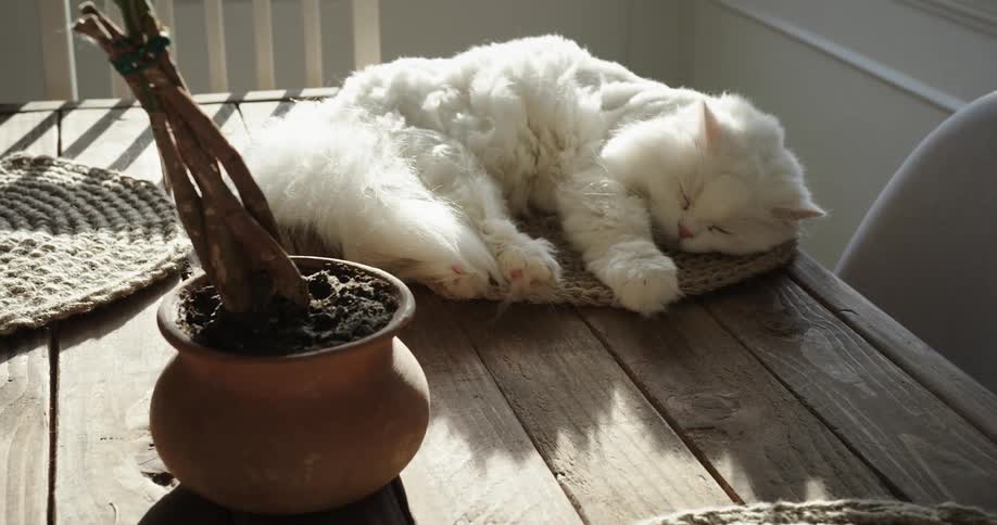 White cat naps on table near potted plant