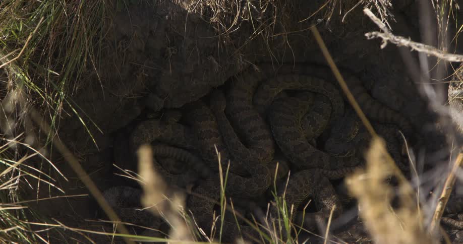 Rattlesnakes huddling together in their den
