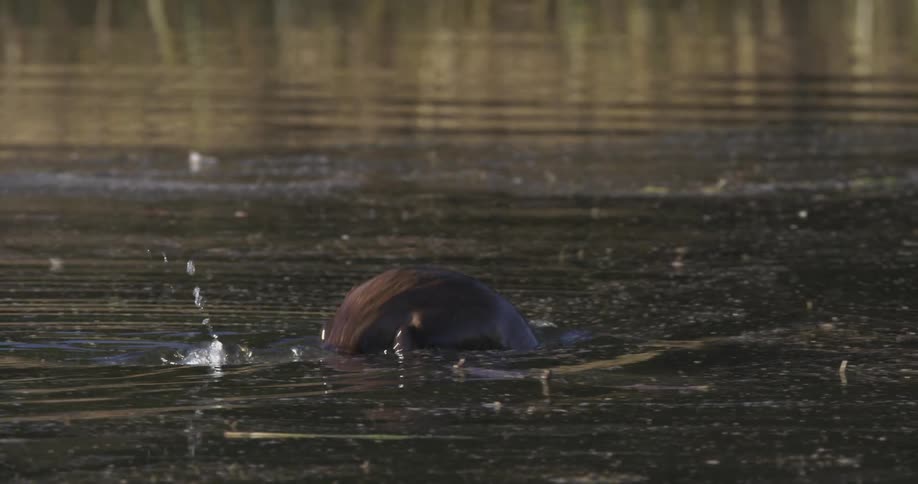 A beaver swimming through the water and diving underneath creating ripples on the surface