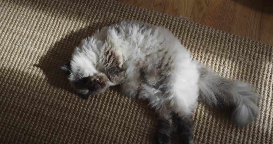 A big fluffy cat is lying on a rug on the floor licking its paws