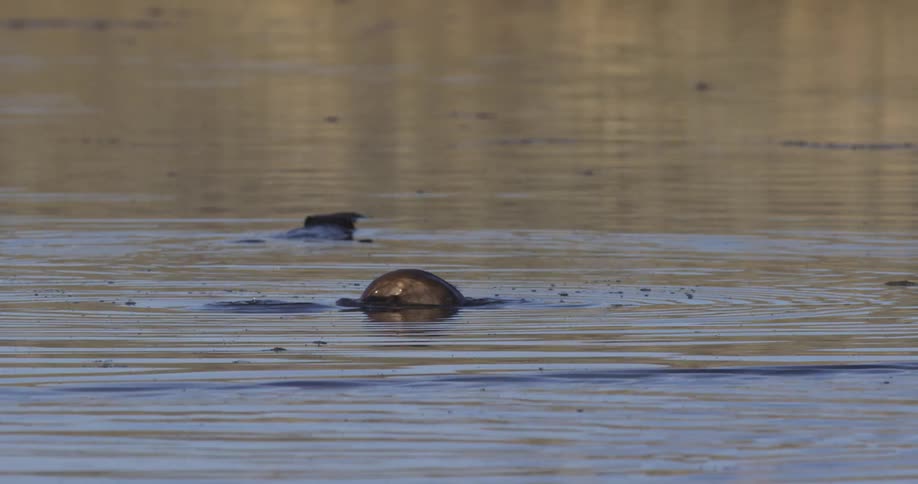 A beaver dives into a pond during the day