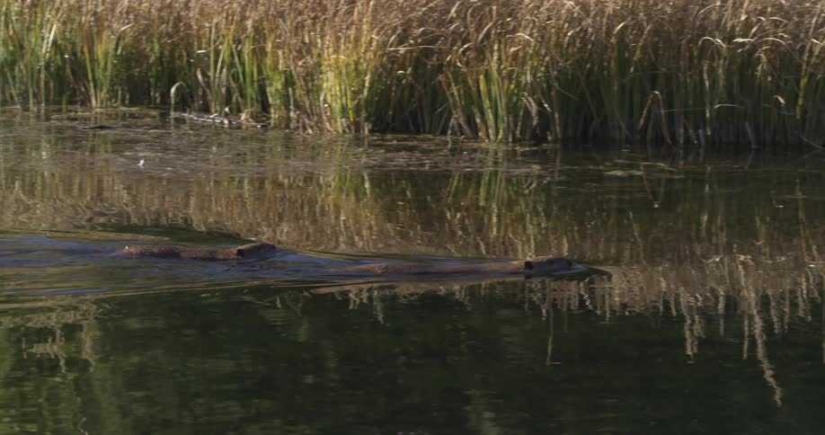 Two beavers swimming in a pond at midday