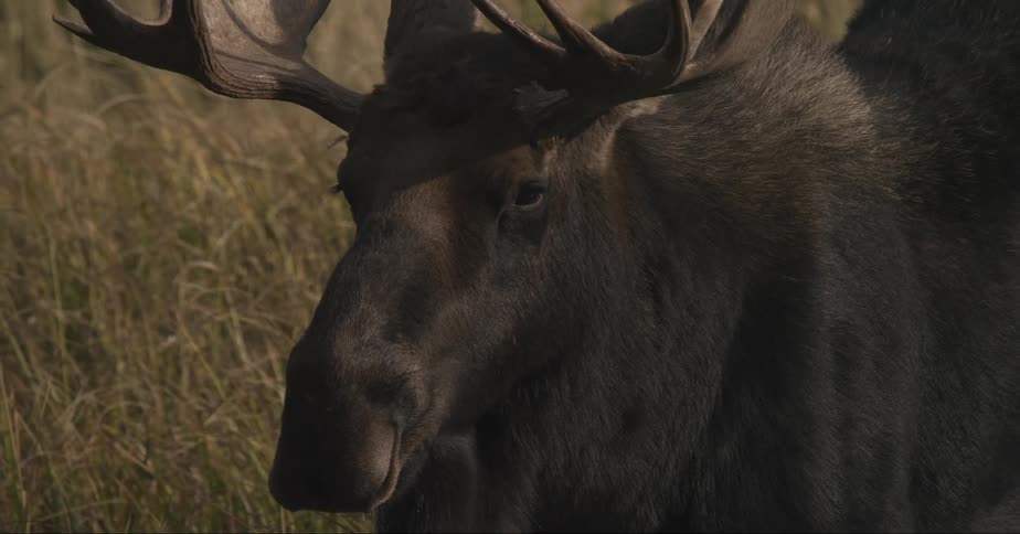 A moose relaxing