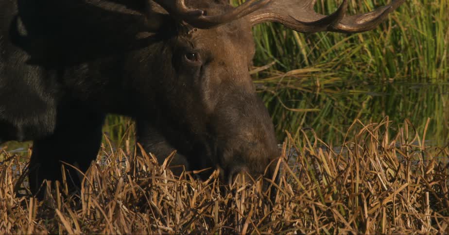 A moose feeding on leaves by the edge of a lake