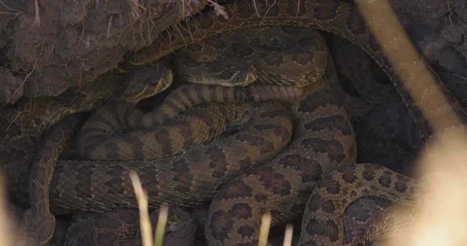 Rattlesnakes climb over each other in their winter den