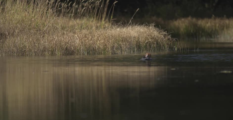 A duck preening itself on a pond
