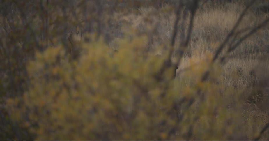A moose walking through the forest at dusk