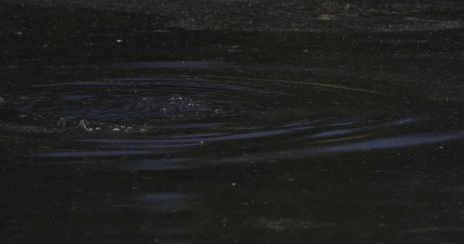 A beaver diving into a pond