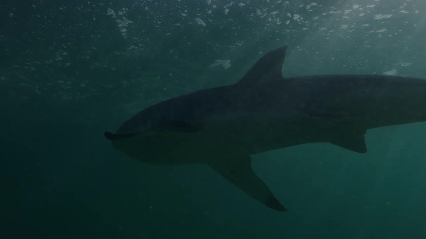 A shark swims near the surface as rays of sunlight shine through and reflect on the water and it moves to the darkness