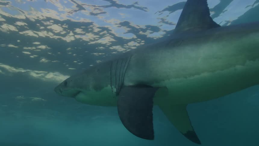 A shark swimming under the water and some fish beside it