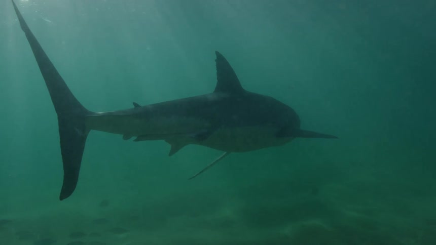 Huge shark swimming in the sea