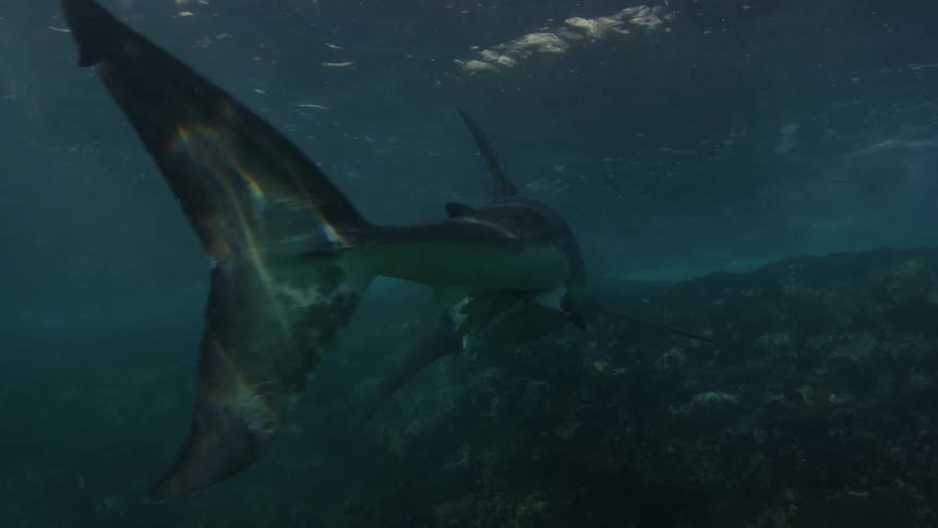 A large shark sailing in the sea next to small fish and a coral