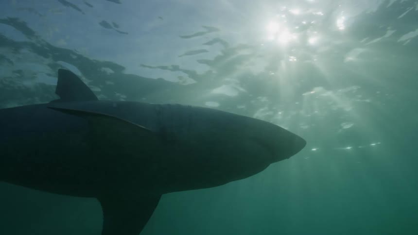 A shark swims near the surface as rays of sunlight shine through and reflect on the water