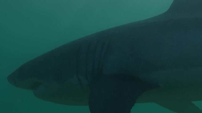 A large shark swimming slowly through the ocean water
