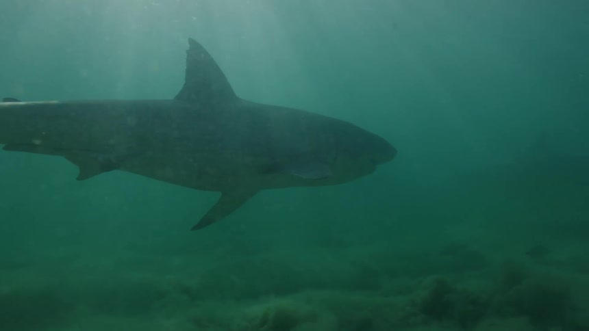 Shark swimming in the open sea with sunlight reflections