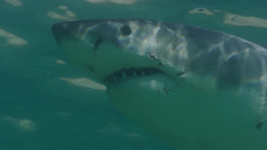 A shark swims under the surface of the ocean