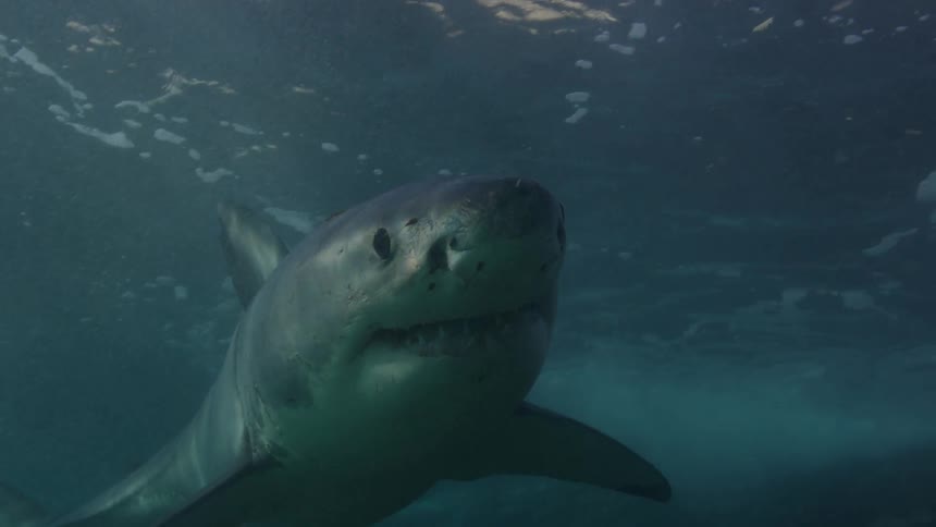 Huge shark swimming in the sea