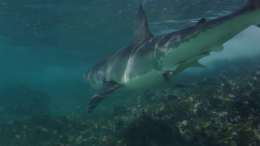 Sunlight reflects on a shark as it swims over the seabed