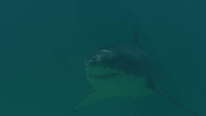Shark swimming in the open sea