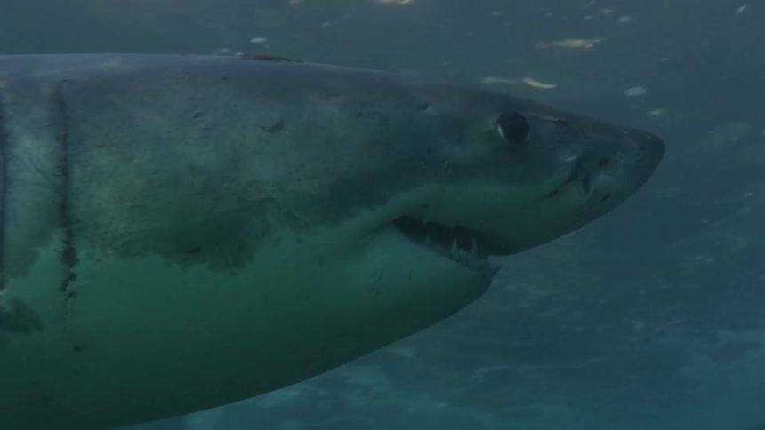 Closeup of a shark swimming in the open sea