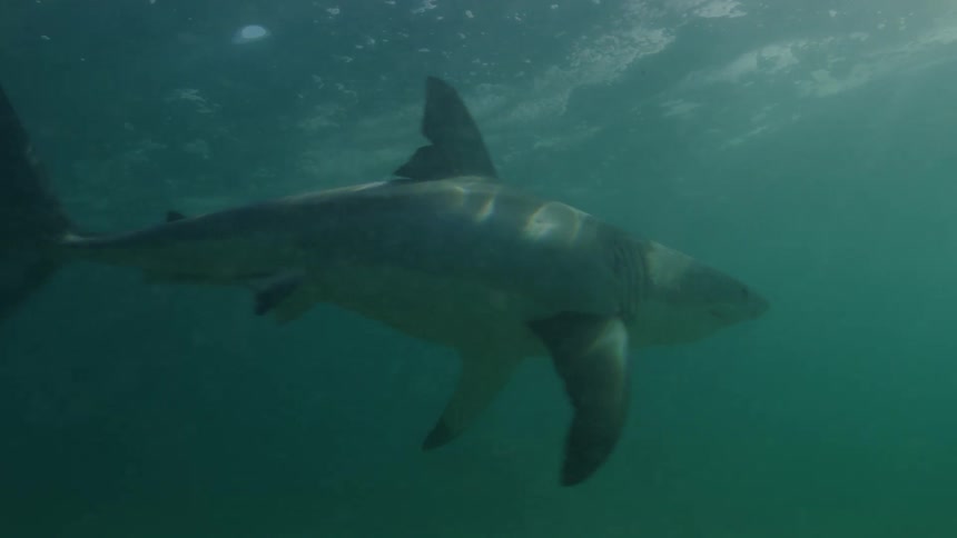 A shark is swimming underwater and it quickly turns and swims away