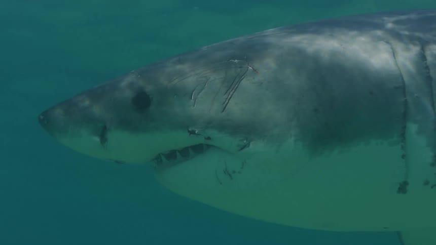 A great white shark swimming through the ocean water as the sun rays reflect off the skin