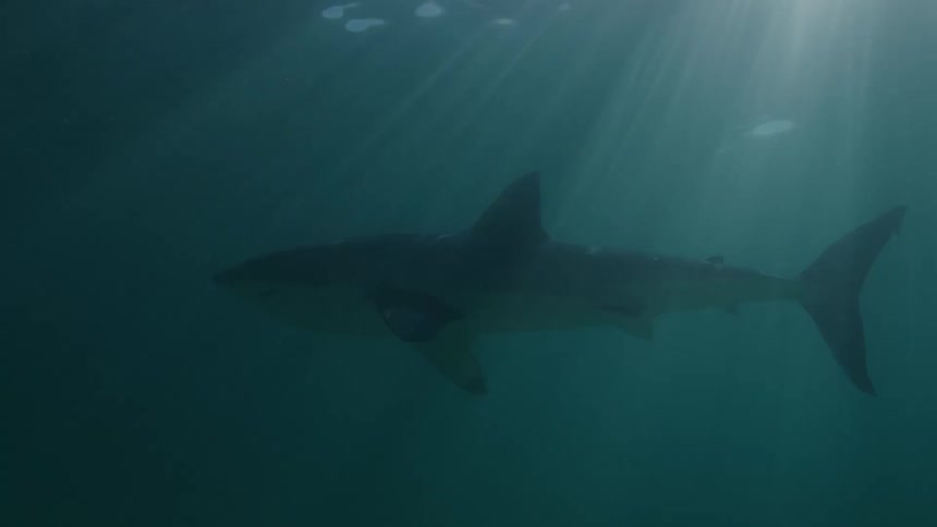 A shark swims underwater