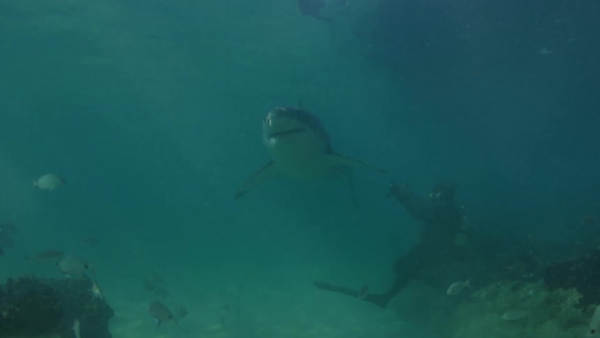 A diver photographs a shark