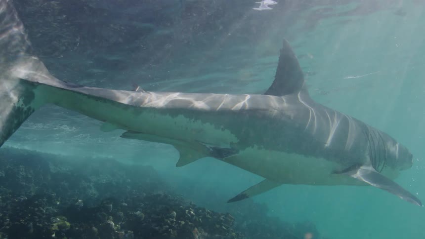 A shark swims over small fish along the seabed as sunlight shines from above