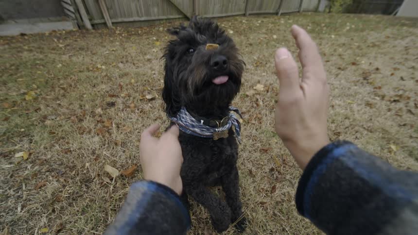 A person trains his dog to hold a treat on the nose in the backyard