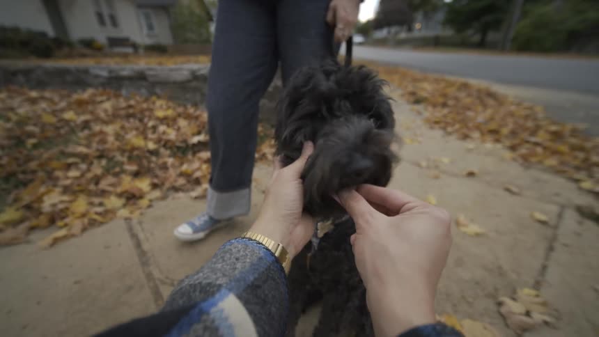 Person giving treats to a dog