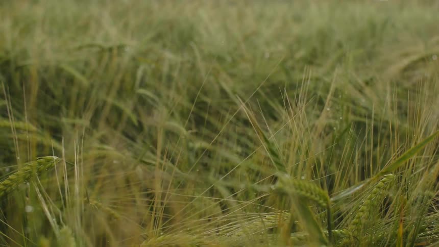 Close up of blades of grass waving in the wind