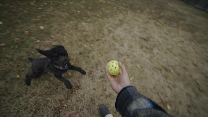 Human holding a yellow ball and playing with their dog who is trying to catch the ball