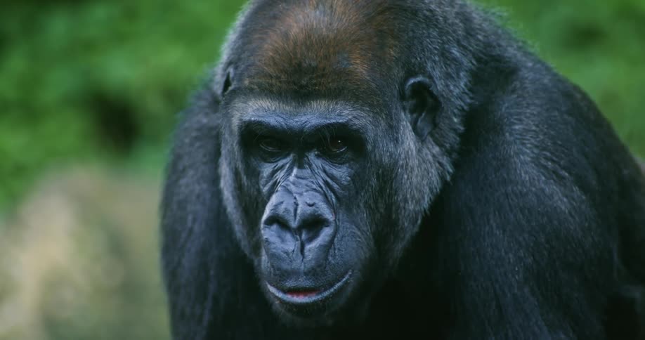 A gorilla stands chewing in the wild