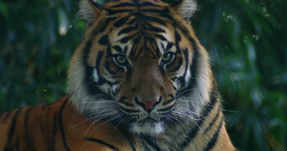 Tiger lifting its ear in slow motion