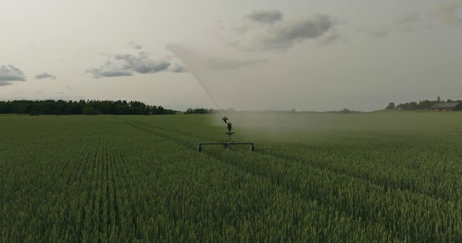 Irrigation system waters crops on a field at morning
