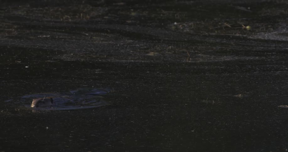 A beaver emerging from below