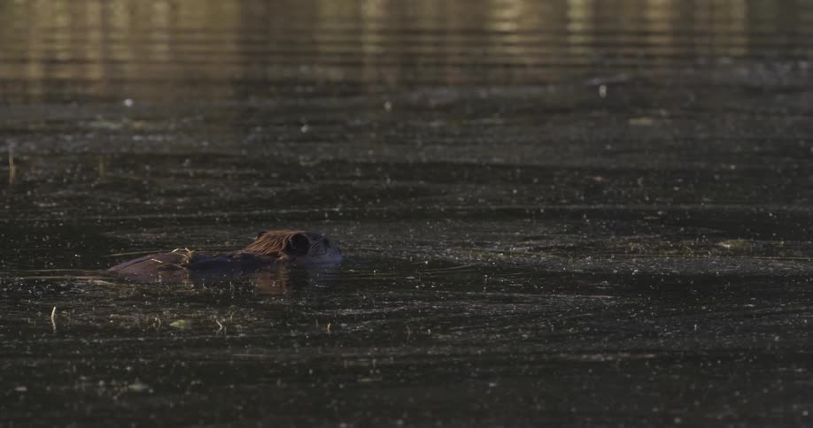 Beaver eating and then dives underwater