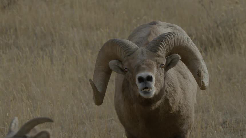 Bighorn sheep walking toward camera