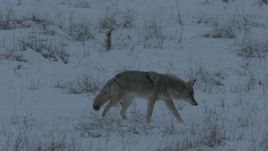 A coyote walking on snow covered ground