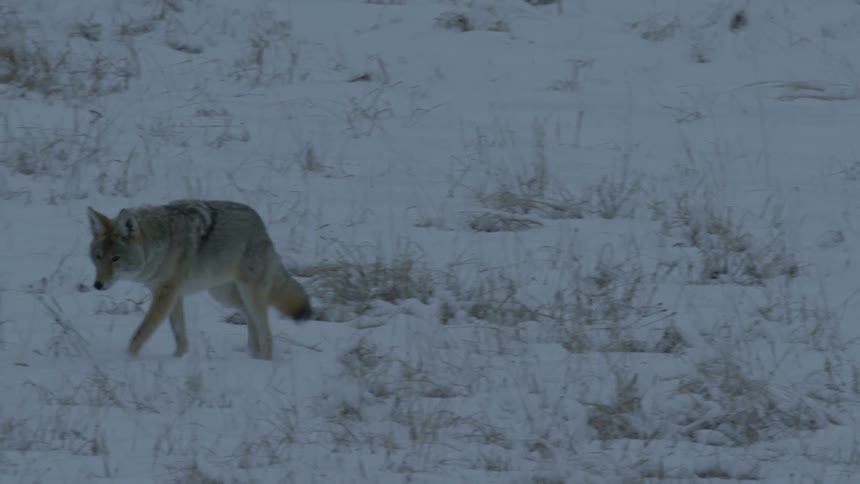 A coyote walking on a snow covered ground