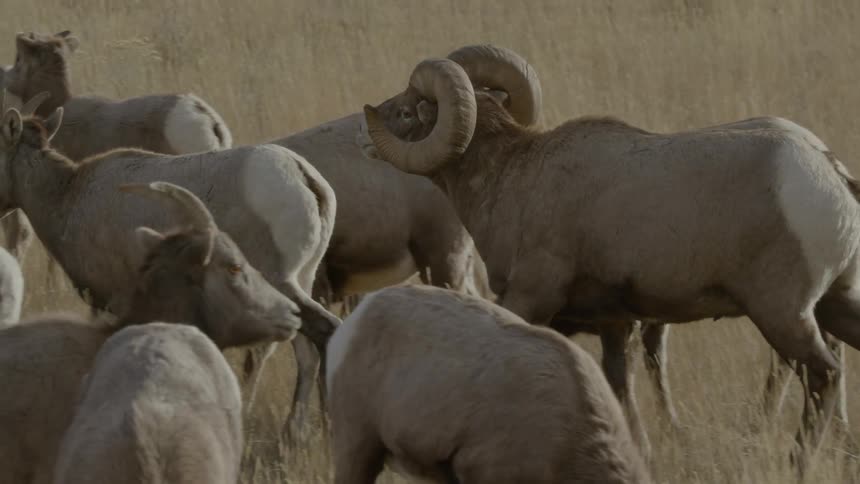 A male bighorn sheep walking among a herd of ewes as they graze