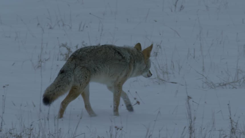 A coyote walks over a snow covered field
