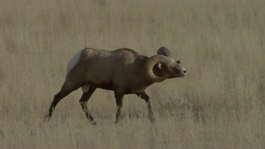 A male bighorn sheep walking among females in grasslands