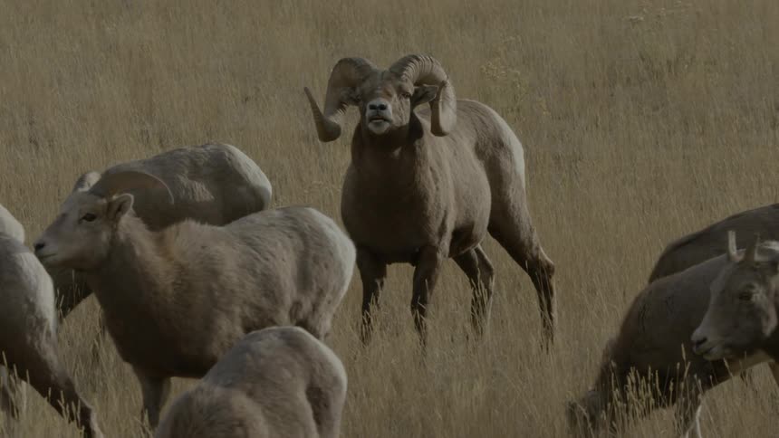 A male bighorn sheep looking at a herd of ewes