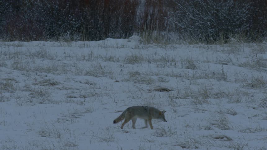 A coyote walking on snowy ground